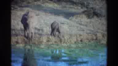 Kilaguni Kenya (1983): Elephant With Its Kid Are Drinking Water In A River