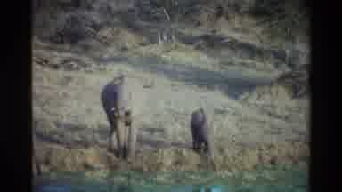 Kilaguni Kenya (1983): Elephants Grazing On The Plains