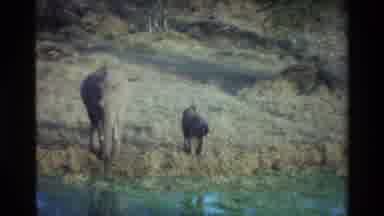 Kilaguni Kenya (1983): Mother And Baby Elephant By River Then A Group Of Elephants