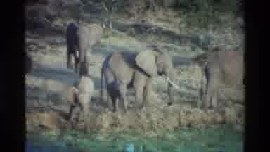 Kilaguni Kenya (1983): Family Of Elephants Gathered Next To A Stream