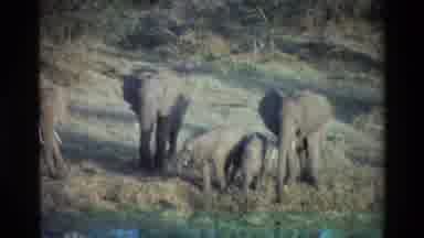 Kilaguni Kenya (1983): Elephants Arriving At The Watering Hole