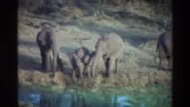 KILAGUNI KENYA-1983: Elephant Family Drinking At The Watering Hole Up Close And