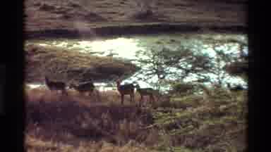 Kilaguni Kenya (1983): Wild Animals In The Fields