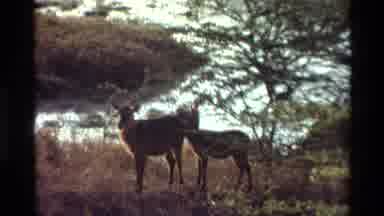 Kilaguni Kenya (1983): Countryside Life Life Beside The Lake Wild Deer