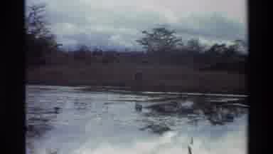 Kilaguni Kenya (1983): Crane Bird Eating From Quiet Pond On A Cloudy Day