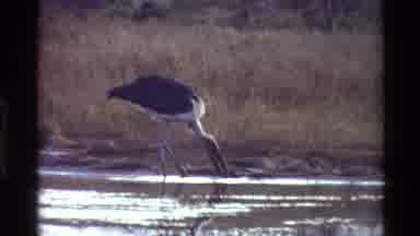 Kilaguni Kenya (1983): A Large Bird Drinking Water Out Of A Waterhole In The Wild