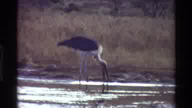 Kilaguni Kenya (1983): Swan Bird Calming Effect On Locals