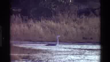 Kilaguni Kenya (1983): Bird Lake Wading Field Grass Tranquil Nature Wildlife Crane
