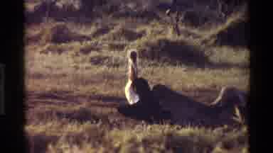 Kilaguni Kenya (1983): A Pelican Scratching Itself And A Group Of Pelicans