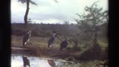Kilaguni Kenya (1983): Stork Bird Long Legs Long Beak Wading In Water Swamp
