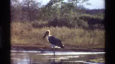 Kilaguni Kenya (1983): Very Large Bird Walking In A Body Of Water Outside