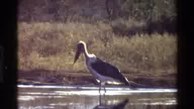 Kilaguni Kenya (1983): Long Beak Water Bird Cleaning Itself And Then Same Bird