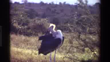 Kilaguni Kenya (1983): Birds In Their Natural Habitat Doing What Birds Do Best