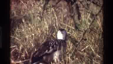 Kilaguni Kenya (1983): Black Colored Bird With Large Red Beak Nesting In Grass