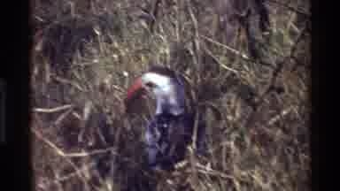 Kilaguni Kenya (1983): Birds In Their Natural Habitat Being Filmed By Nature