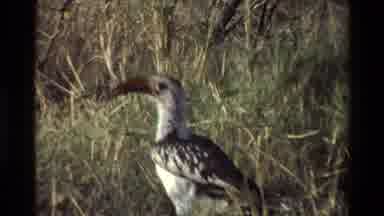 Kilaguni Kenya (1983): A Bird With A Large Beak Sitting In A Wooded Area Outside