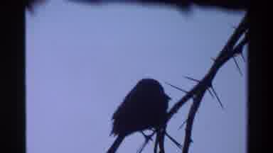 Kilaguni Kenya (1983): Vintage Video Of Bird