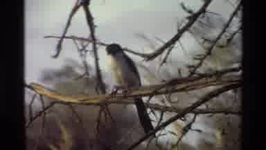 Kilaguni Kenya (1983): A Bird Perched On A Branch In The Daytime Followed By A