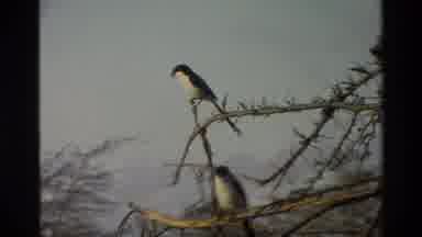 Kilaguni Kenya (1983): A Wildlife Scenic Video With 2 Cranes Standing Next To A