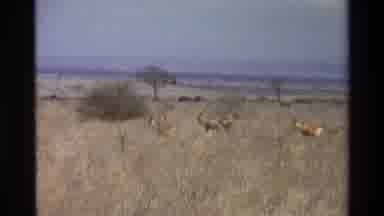 Kilaguni Kenya (1983): Kangaroos Running And Enjoying Their Habitat