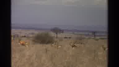 KILAGUNI KENYA-1983: Several Gazelles Walk Across The Desert In The Middle Of A