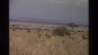 Kilaguni Kenya (1983): A Deer Wandering In The Desert With Other Deer Right Behind