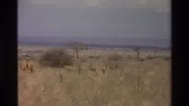 Kilaguni Kenya (1983): Herd Of Elephants Roaming On The Wild Grounds With A Clear