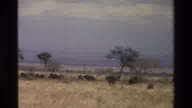 Kilaguni Kenya (1983): Footage Of An Open Range With Elephants And Other Animals