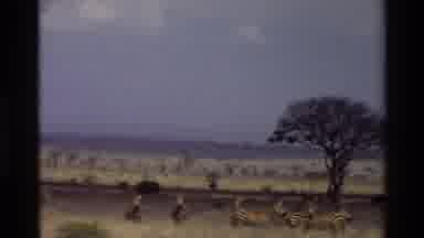 Kilaguni Kenya (1983): Many Deers Are Roaming Around The Forest