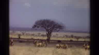 Kilaguni Kenya (1983): Savannah Animals Roaming