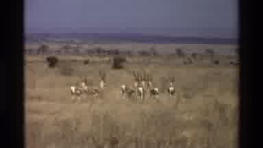Kilaguni Kenya (1983): Many Deers Are Roaming Around The Forest