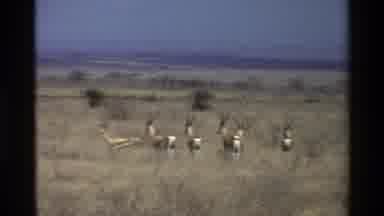 Kilaguni Kenya (1983): Antelopes Gazing Off Into The Sunset