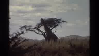 Kilaguni Kenya (1983): A Giraffe In A Savanna In Sub-Saharan Africa Surrounded By