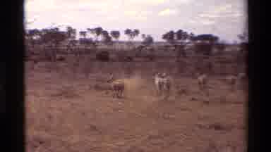 Kilaguni Kenya (1983): Zebras Fee Roaming In Africa
