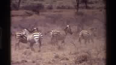 Kilaguni Kenya (1983): Zebras Roaming The Grassland Plains