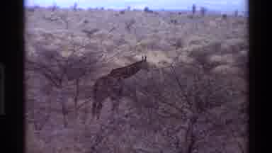 Kilaguni Kenya (1983): Single Giraffe Grazing In Trees Shot On Safari