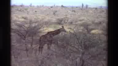 Kilaguni Kenya (1983): Giraffe Grazing In A Plain Off Bare Trees And A Rocky Area