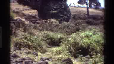 Kilaguni Kenya (1983): A Panning Image Of The Underbrush Of An Outdoor Scene