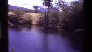 Kilaguni Kenya (1983): Large Crocodile Hiding Underwater In A River With Trees And