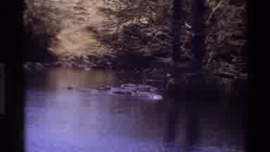 Kilaguni Kenya (1983): Hippos Swimming In The Water Outside On A Beautiful Summer
