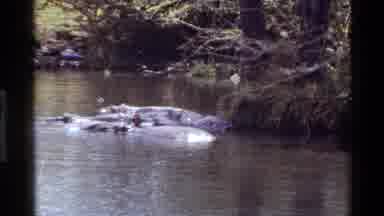 Kilaguni Kenya (1983): Big Huge Water Animals Floating In Water With Little Birds