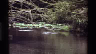KILAGUNI KENYA-1983: Bridge And Hut Path Over Alligator Infested Swamp Water In