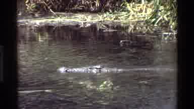 Kilaguni Kenya (1983): Alligator In The River