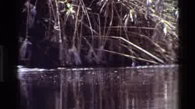 Kilaguni Kenya (1983): Alligator Swimming In Water Slowly On The Hunt For Its Next