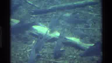 Kilaguni Kenya (1983): Man In Red Clothing Looking Down Into Water Where Large