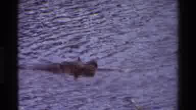 KILAGUNI KENYA-1983: Wild Hippos Bathing In Water In The Hot Sun