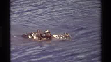 Kilaguni Kenya (1983): Hippo Life In The Wild Environment