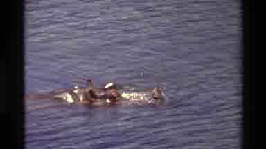 Kilaguni Kenya (1983): The Crocodile In The Pond Is There And The Monkey Was