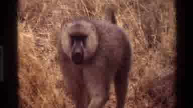 Kilaguni Kenya (1983): Monkey Walking In Its Natural Habitat