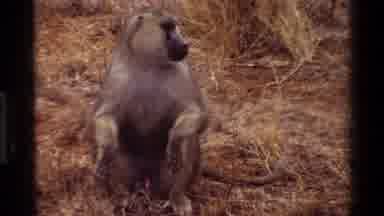 Kilaguni Kenya (1983): Footage Of Baboons Hanging Out In Their Own Natural Habitat